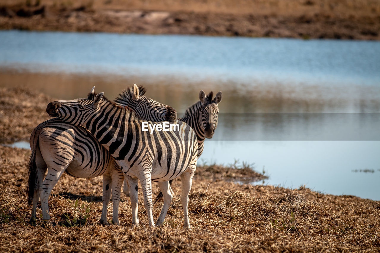 ZEBRAS STANDING ON LAKESHORE