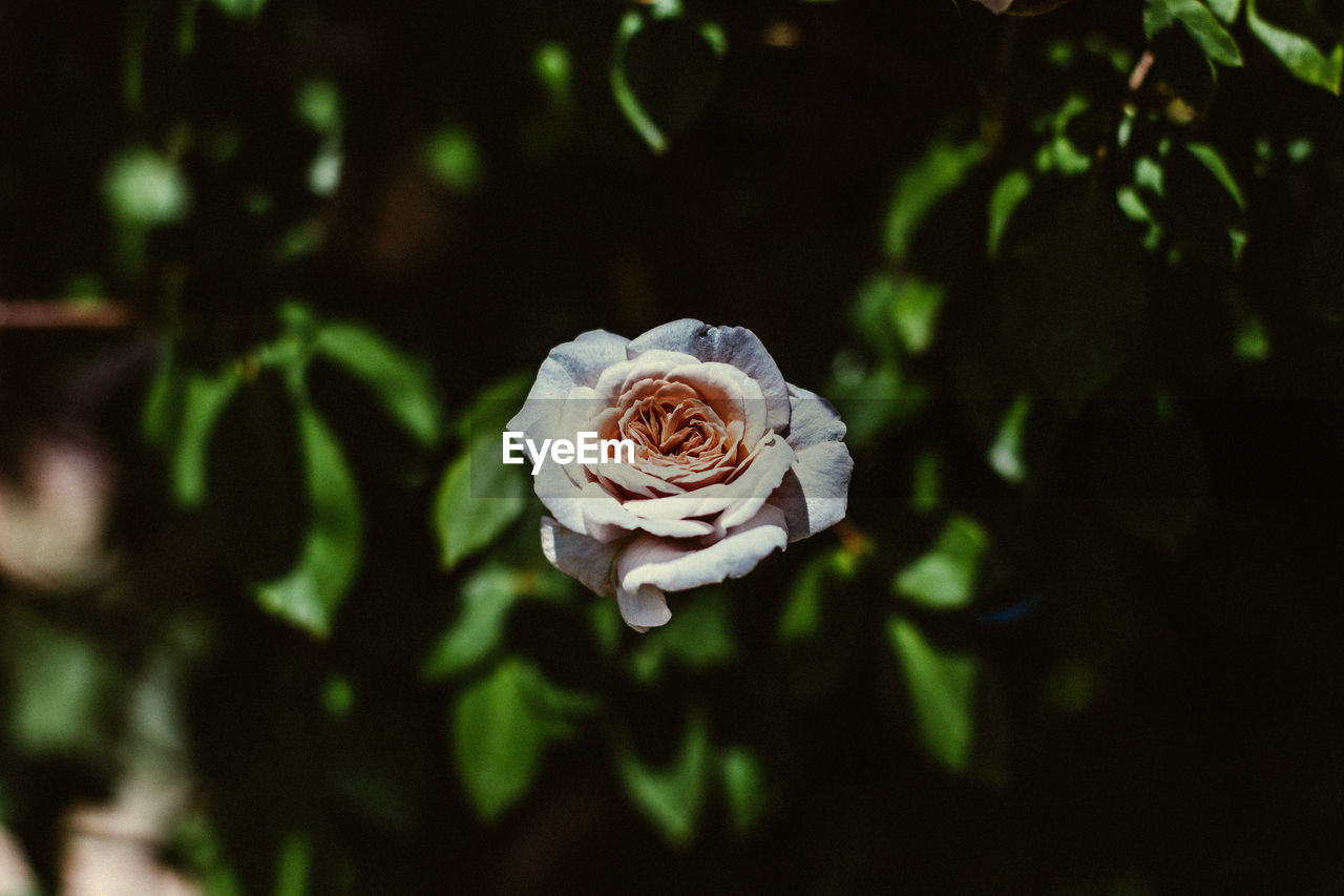 CLOSE-UP OF WHITE ROSE IN PLANT