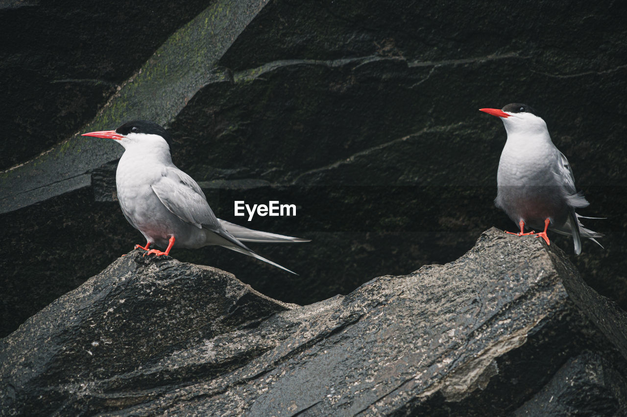 Bird perching on rock