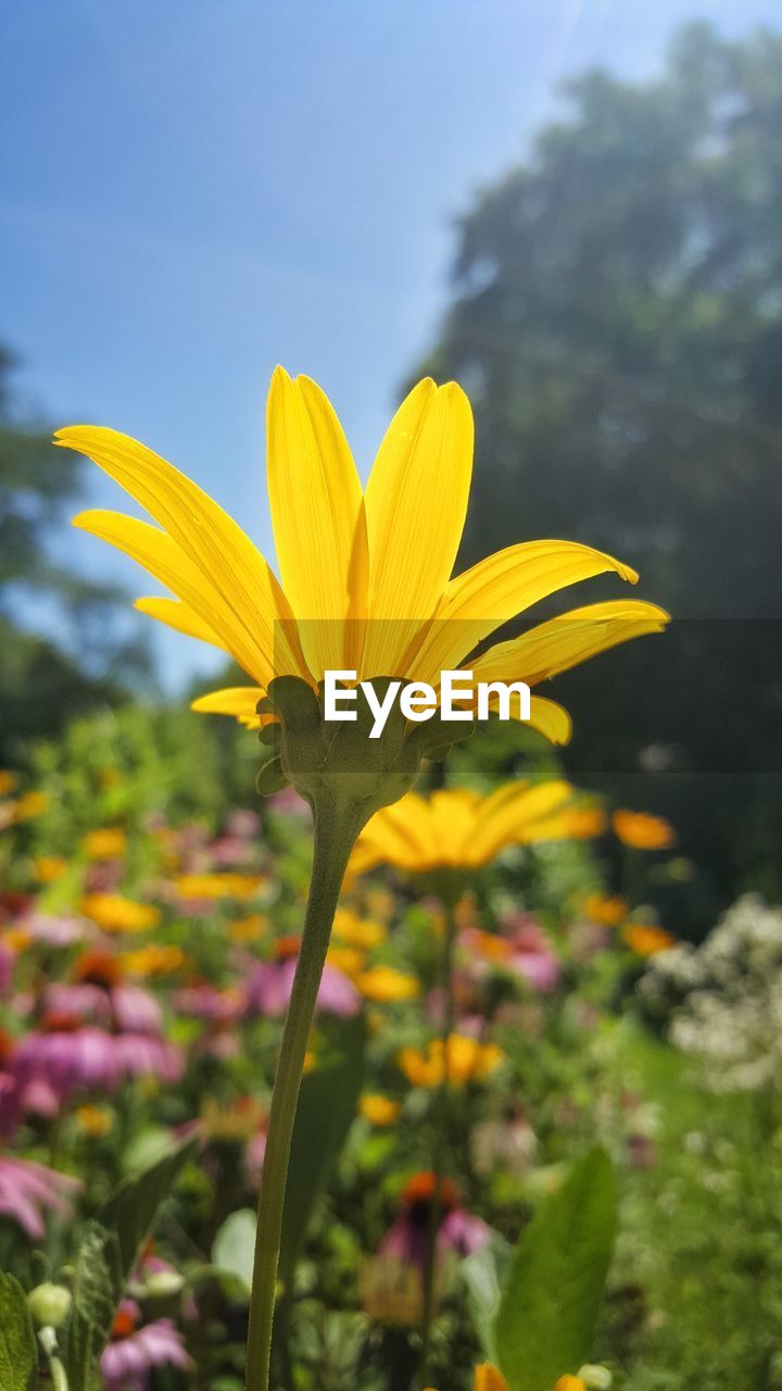 CLOSE-UP OF YELLOW FLOWERS BLOOMING ON FIELD