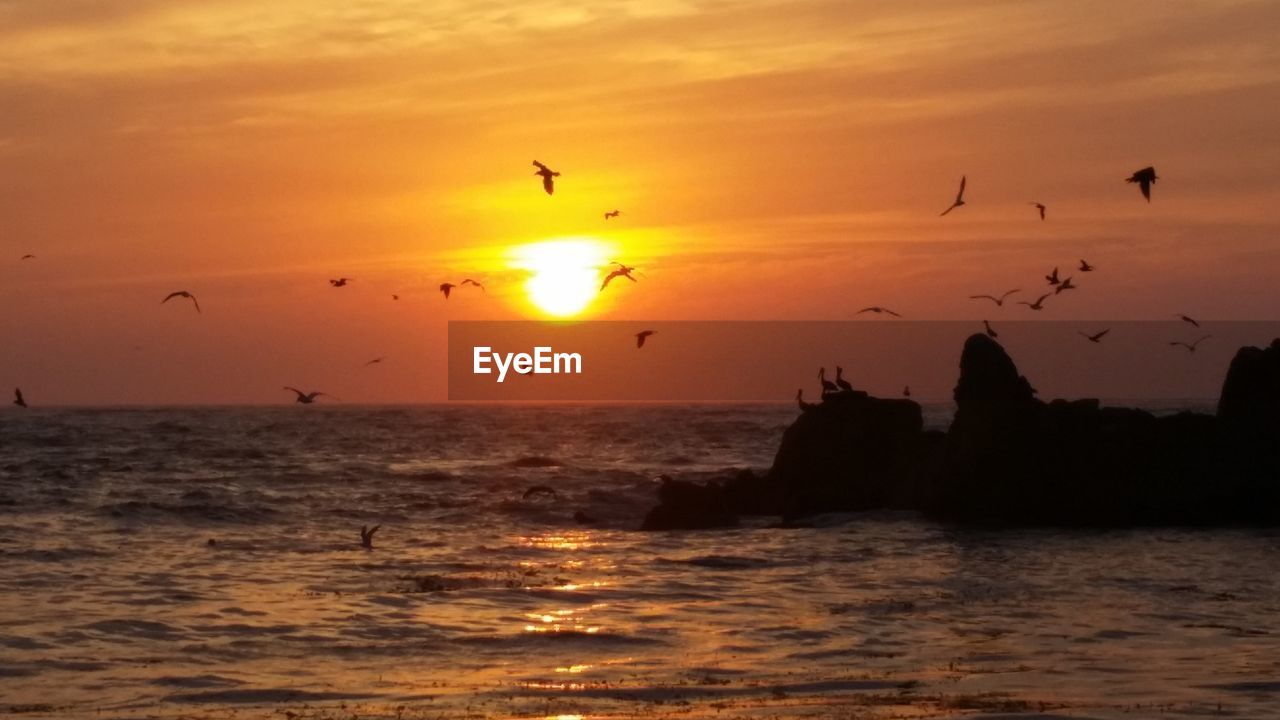 BIRDS FLYING OVER SEA AGAINST ORANGE SKY