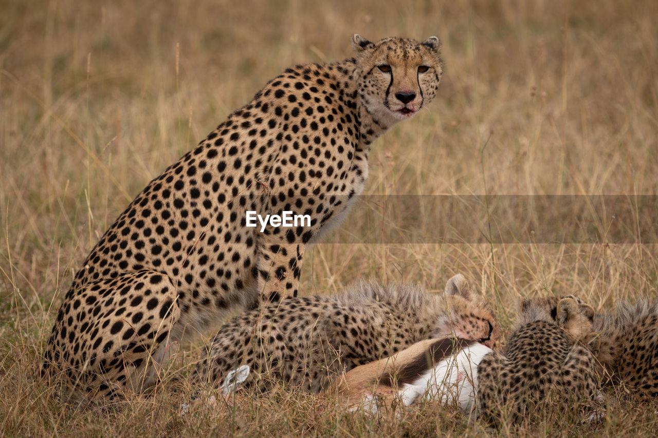 Cheetah sitting on field in zoo