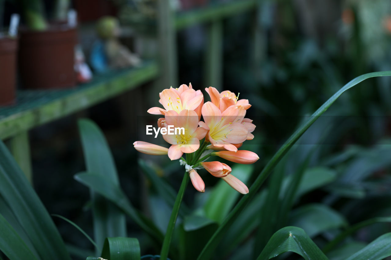 Close-up of pink flowering plant