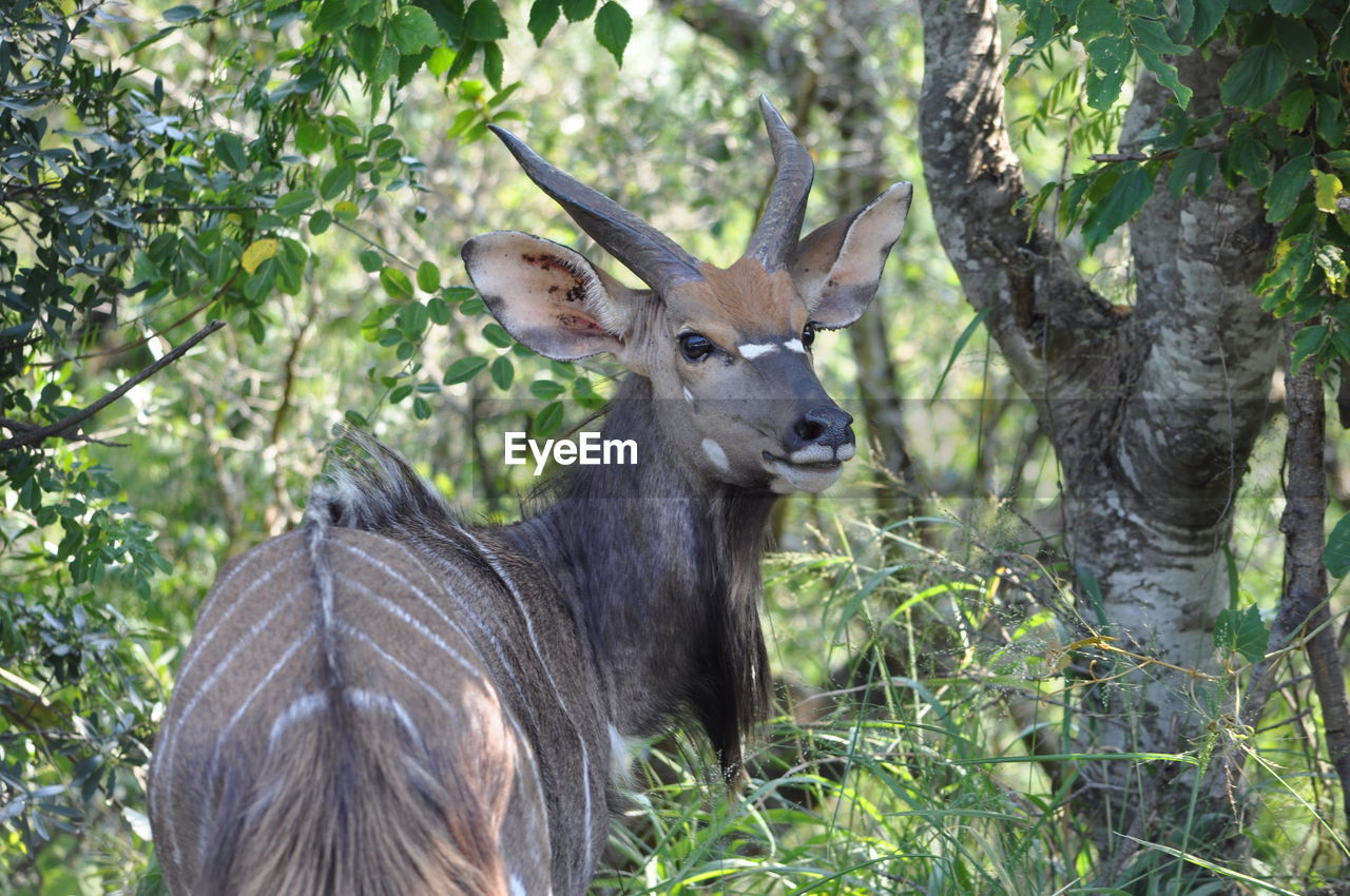 PORTRAIT OF DEER ON BRANCH IN FOREST