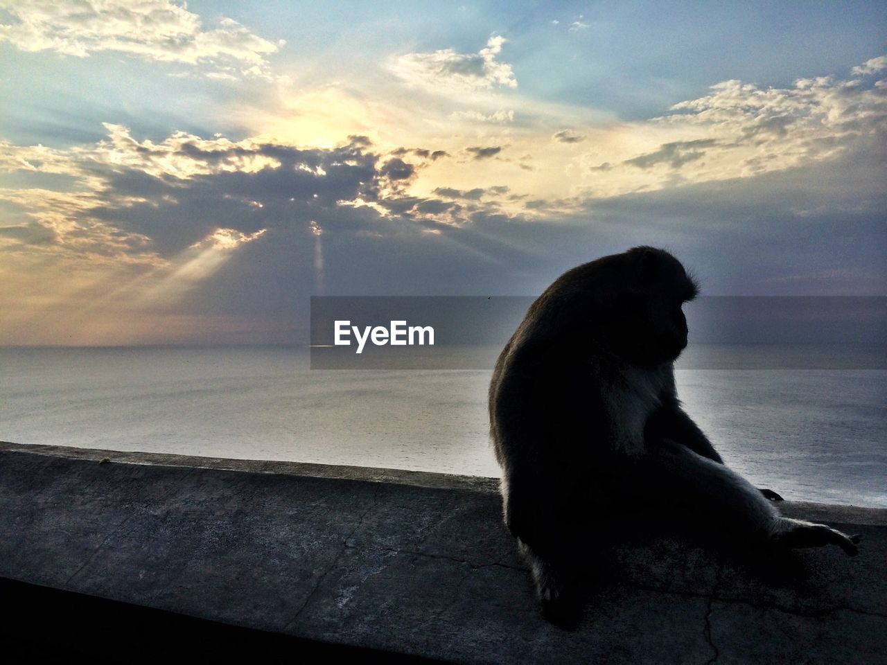 Monkey sitting on retaining wall against sea