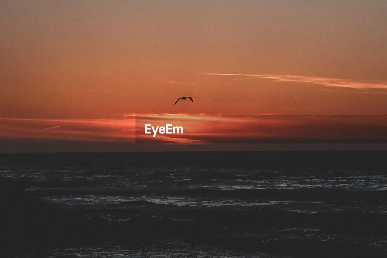 sky, sunset, sea, water, beauty in nature, scenics - nature, horizon, orange color, horizon over water, nature, flying, ocean, tranquility, animal, tranquil scene, animal themes, coast, silhouette, cloud, wildlife, animal wildlife, bird, wave, idyllic, motion, beach, no people, land, outdoors, dawn, dramatic sky, one animal, wind wave, environment, shore, mid-air, travel destinations