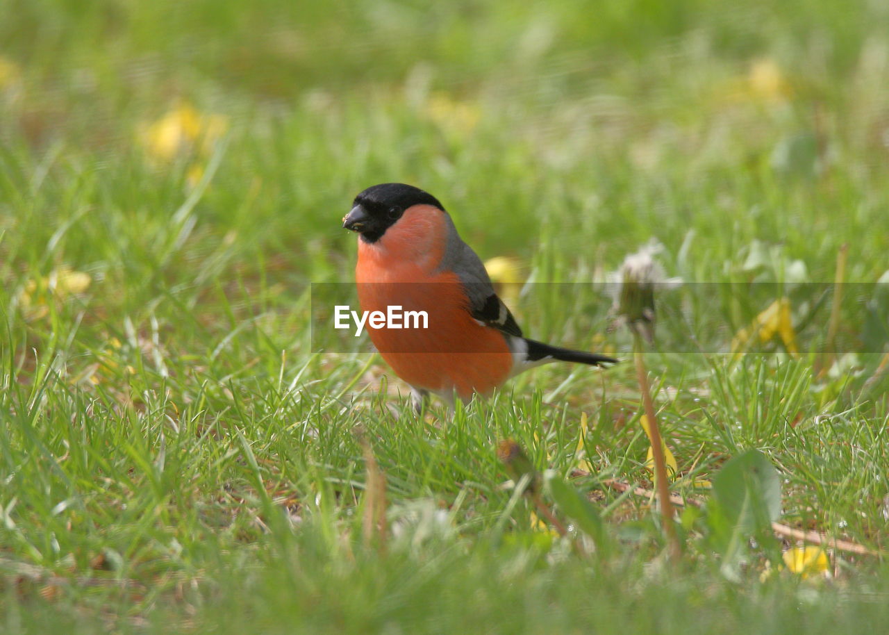 CLOSE-UP OF BIRD PERCHING ON A GRASS