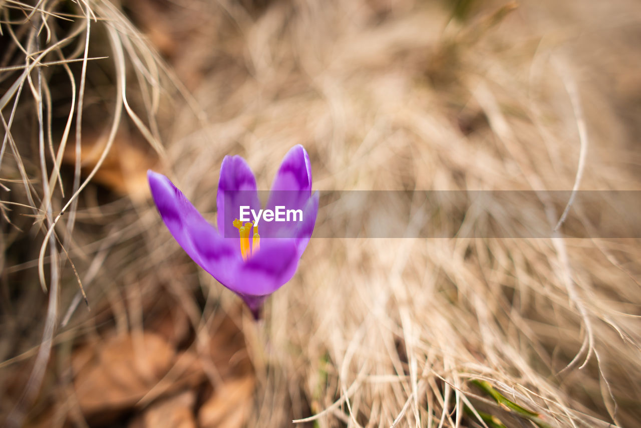 CLOSE-UP OF PURPLE CROCUS FLOWER