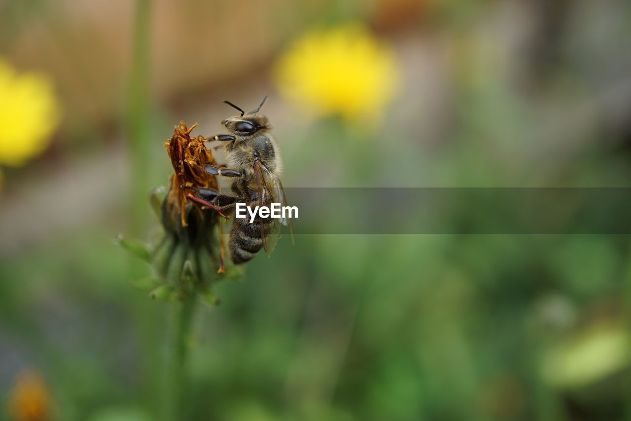 Close-up of bee pollinating on flower