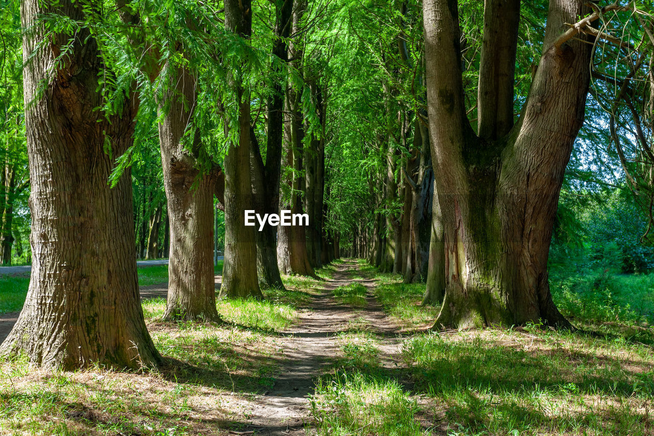 TREES GROWING IN FOREST