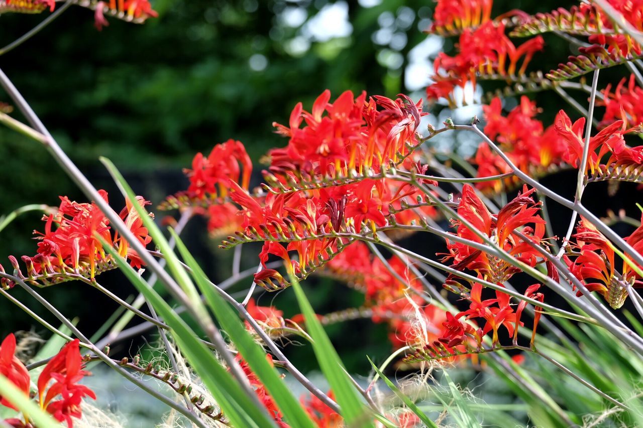 Red flowers blooming outdoors