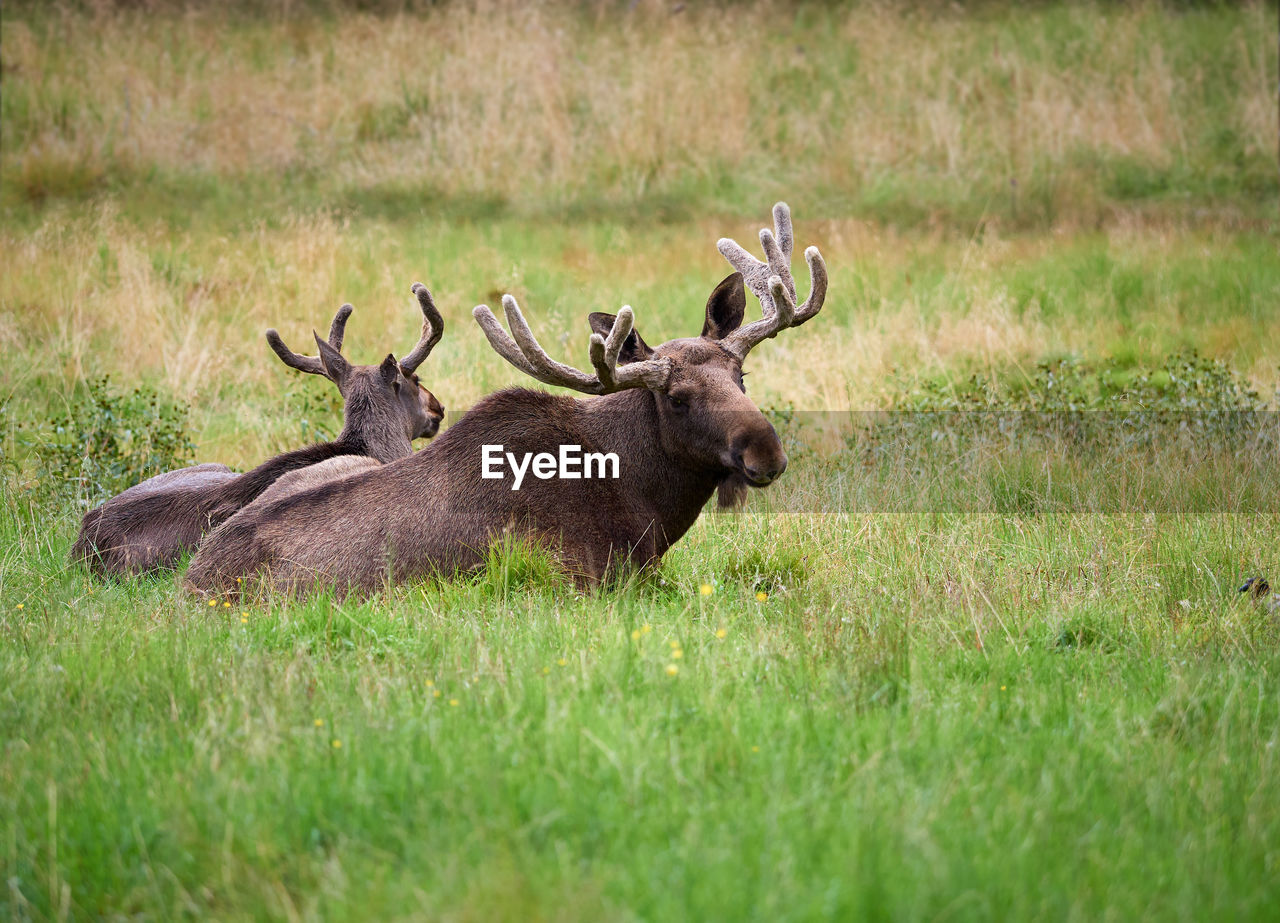 Elks on grassy field