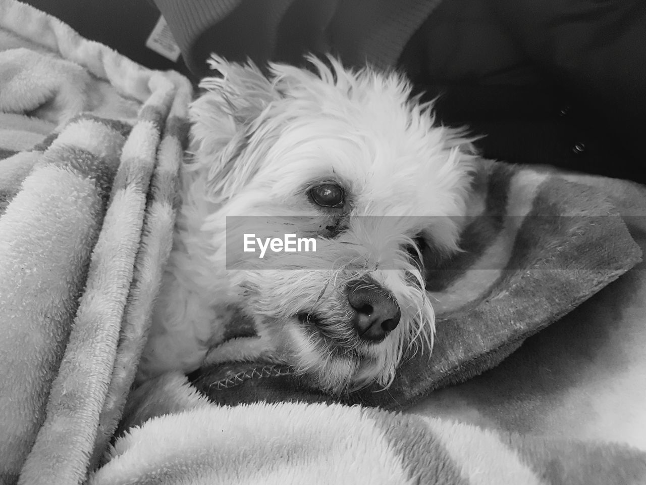 CLOSE-UP OF DOG ON BED