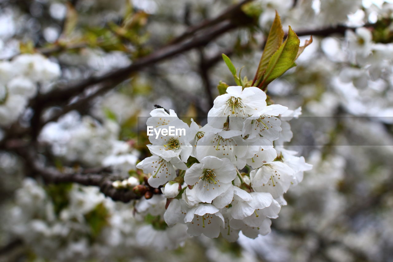 APPLE BLOSSOMS IN SPRING