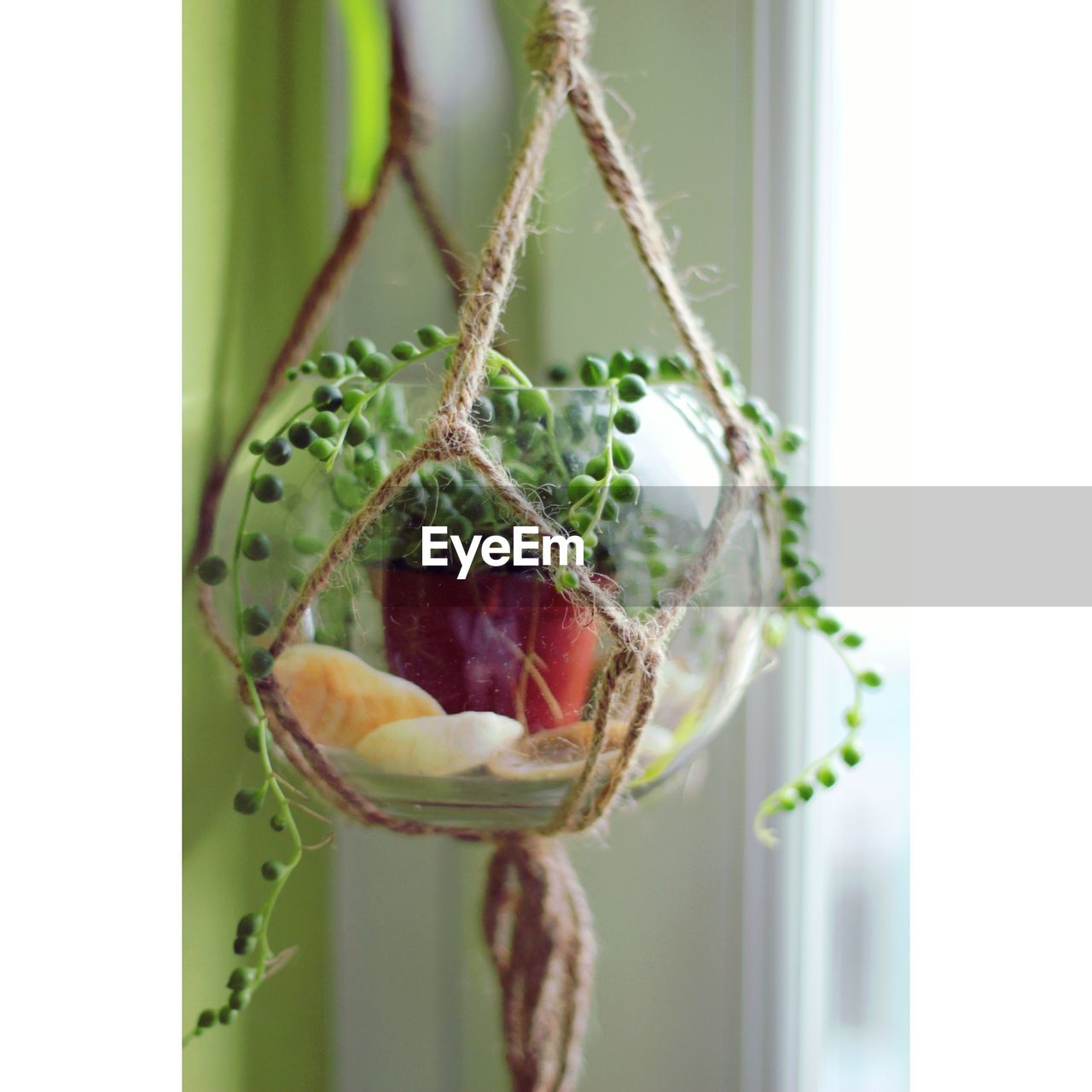 CLOSE-UP OF COCKTAIL HANGING FROM PLANT