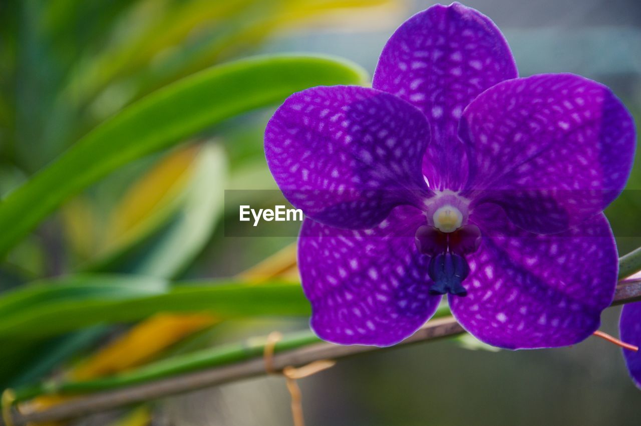 flower, plant, flowering plant, beauty in nature, freshness, close-up, growth, petal, orchid, nature, purple, fragility, inflorescence, flower head, focus on foreground, no people, macro photography, leaf, outdoors, plant part, day, vibrant color, selective focus