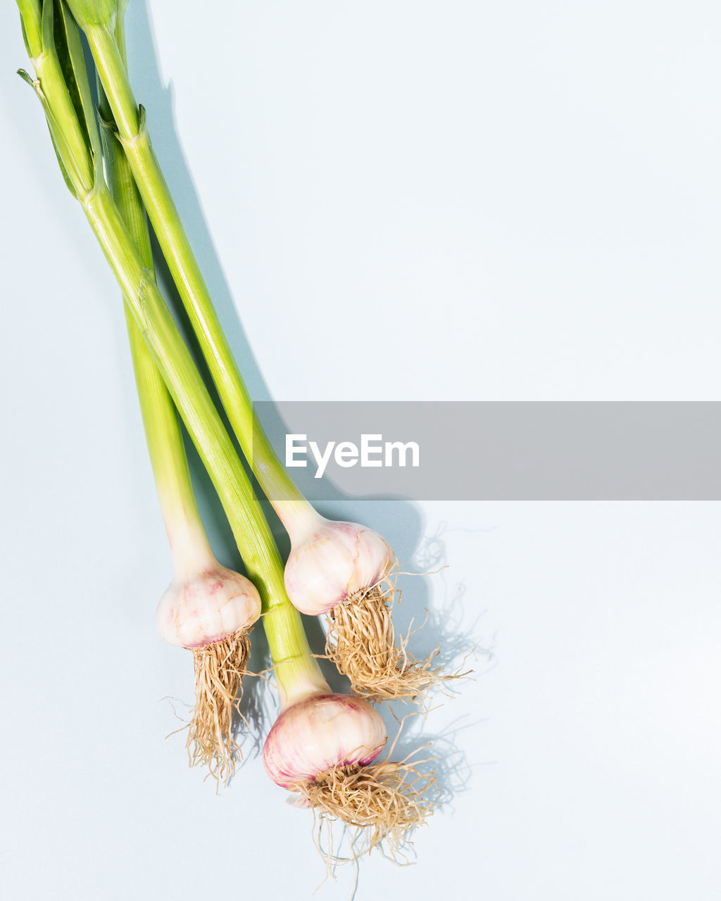 close-up of plant on white background