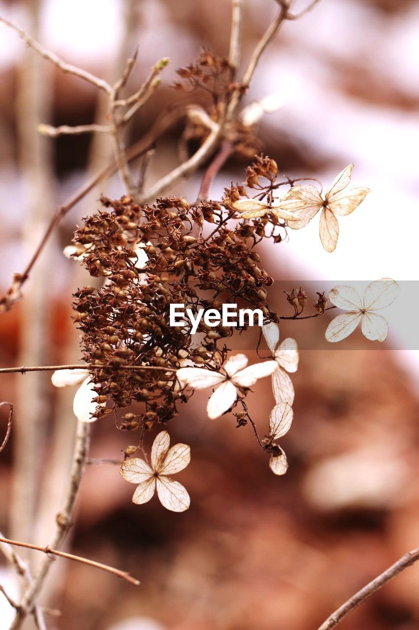 CLOSE-UP OF FRESH CHERRY BLOSSOM TREE