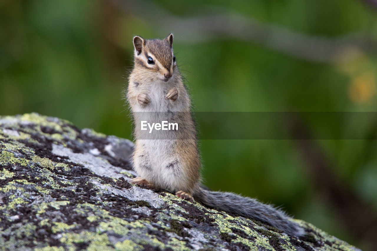 CLOSE-UP OF SQUIRREL