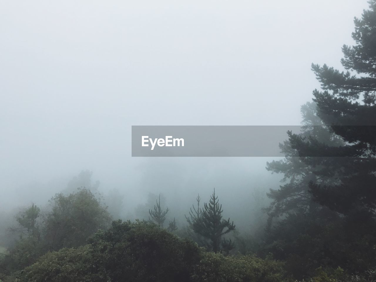 TREES AND PLANTS IN FOREST AGAINST SKY