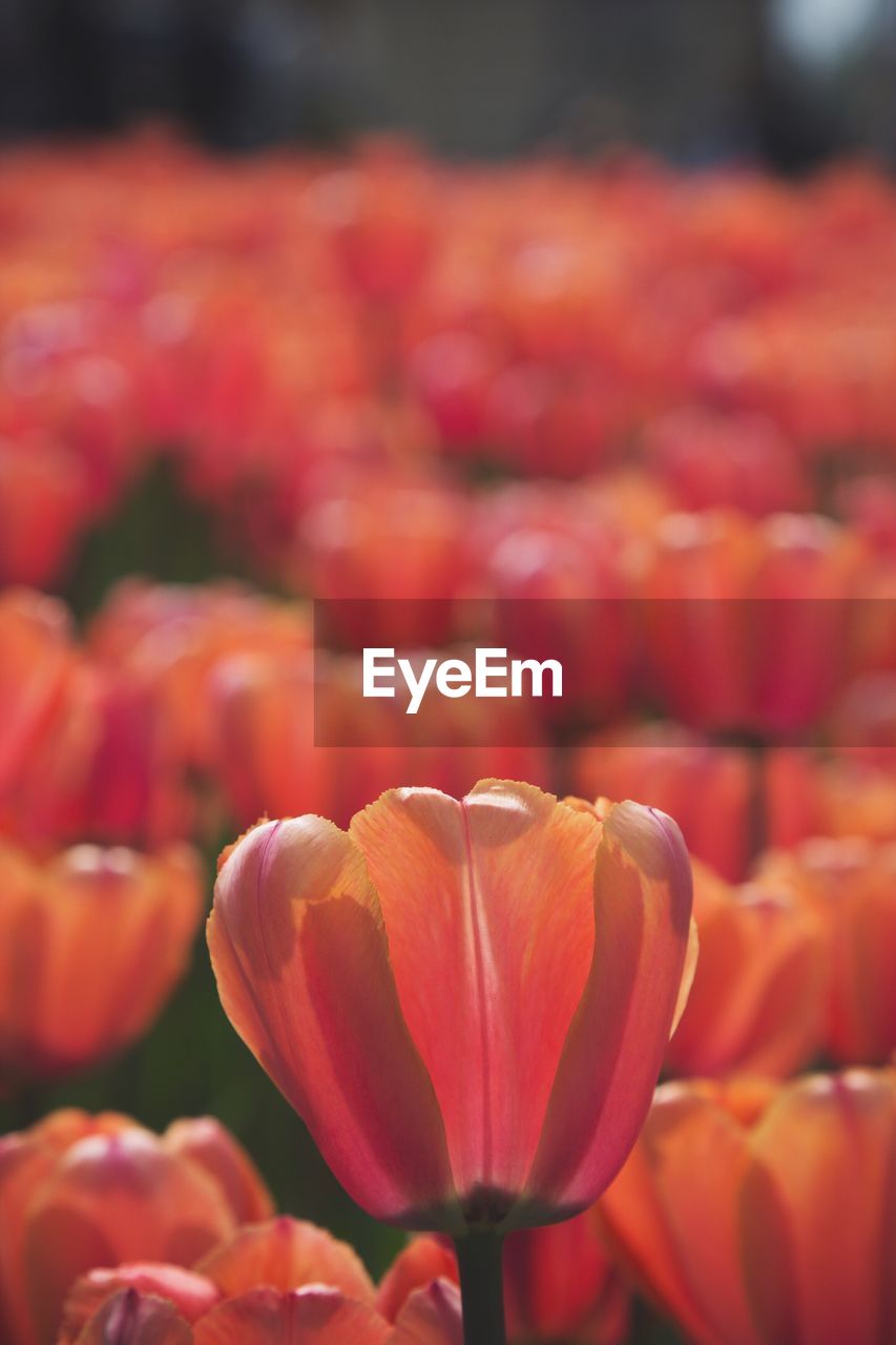 Close-up of red tulip