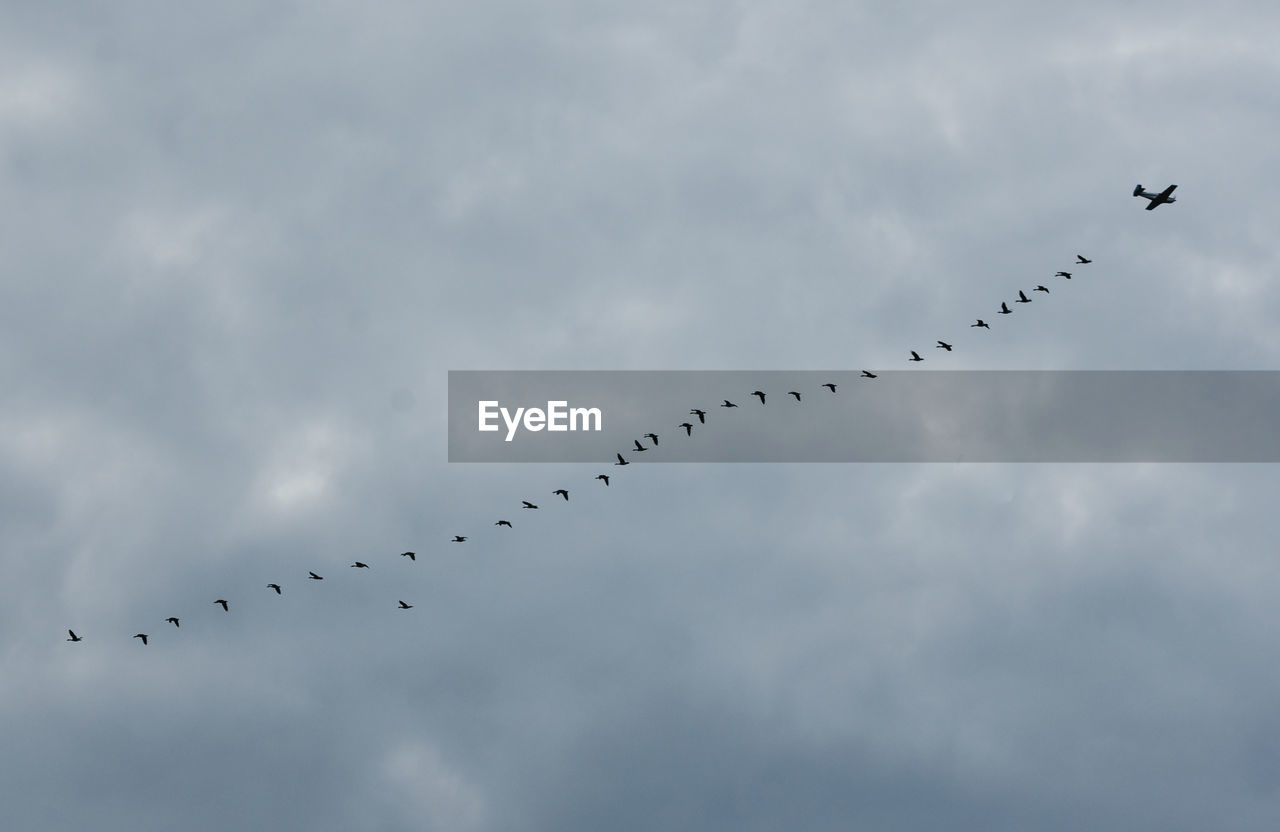 Airplane with flock of birds flying against cloudy sky