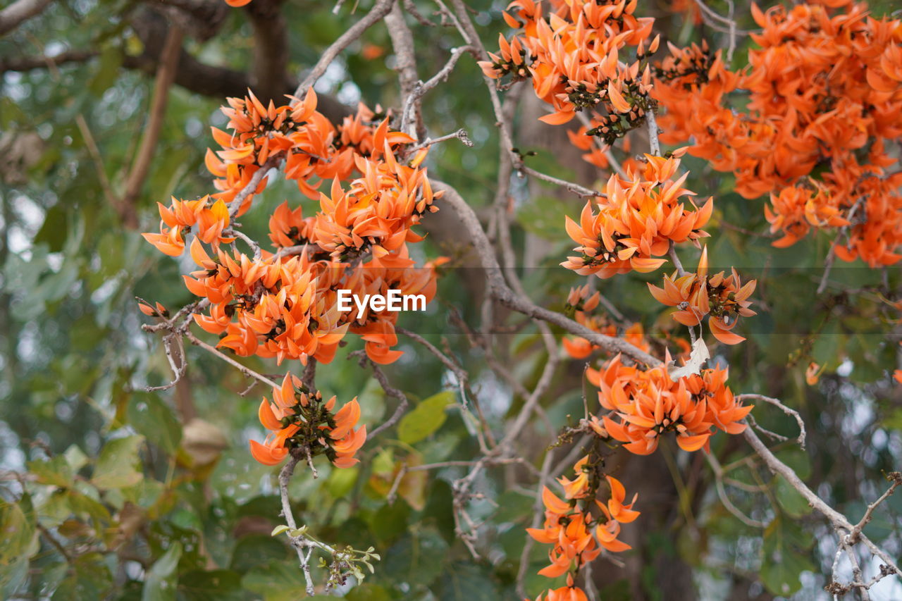 plant, orange color, beauty in nature, nature, growth, flower, flowering plant, autumn, tree, freshness, no people, shrub, day, plant part, leaf, close-up, focus on foreground, outdoors, fragility, branch, fruit, wildflower, rowan, food