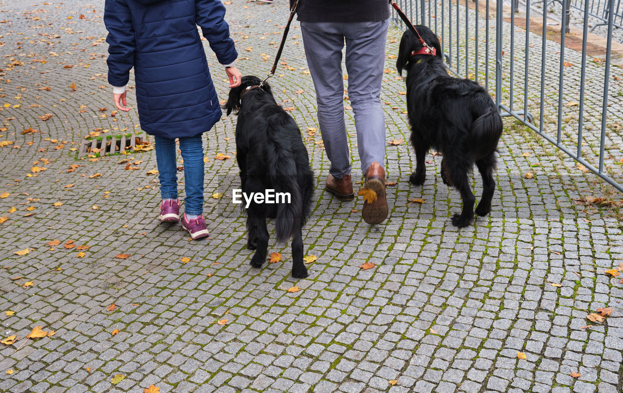 rear view of man with dogs on road