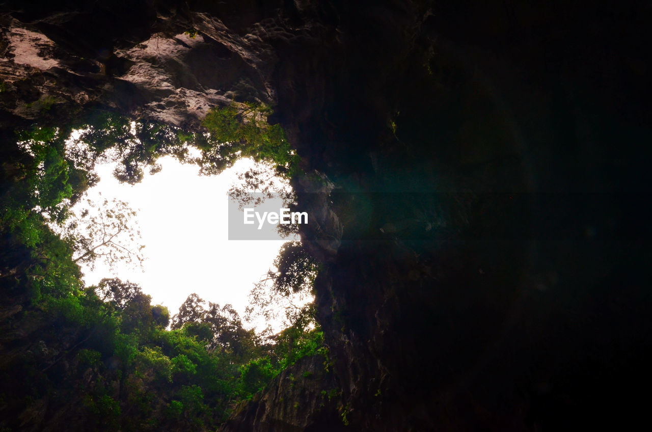 LOW ANGLE VIEW OF TREES GROWING ON MOUNTAIN