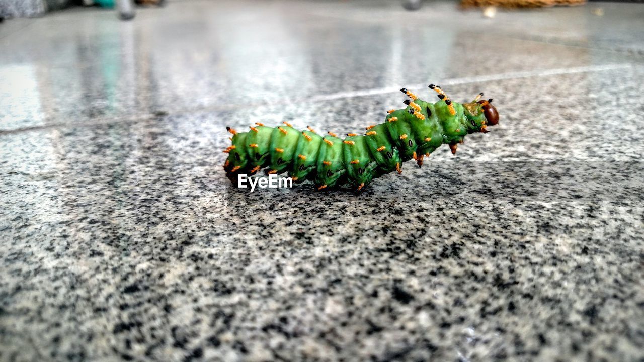 Close-up of caterpillar