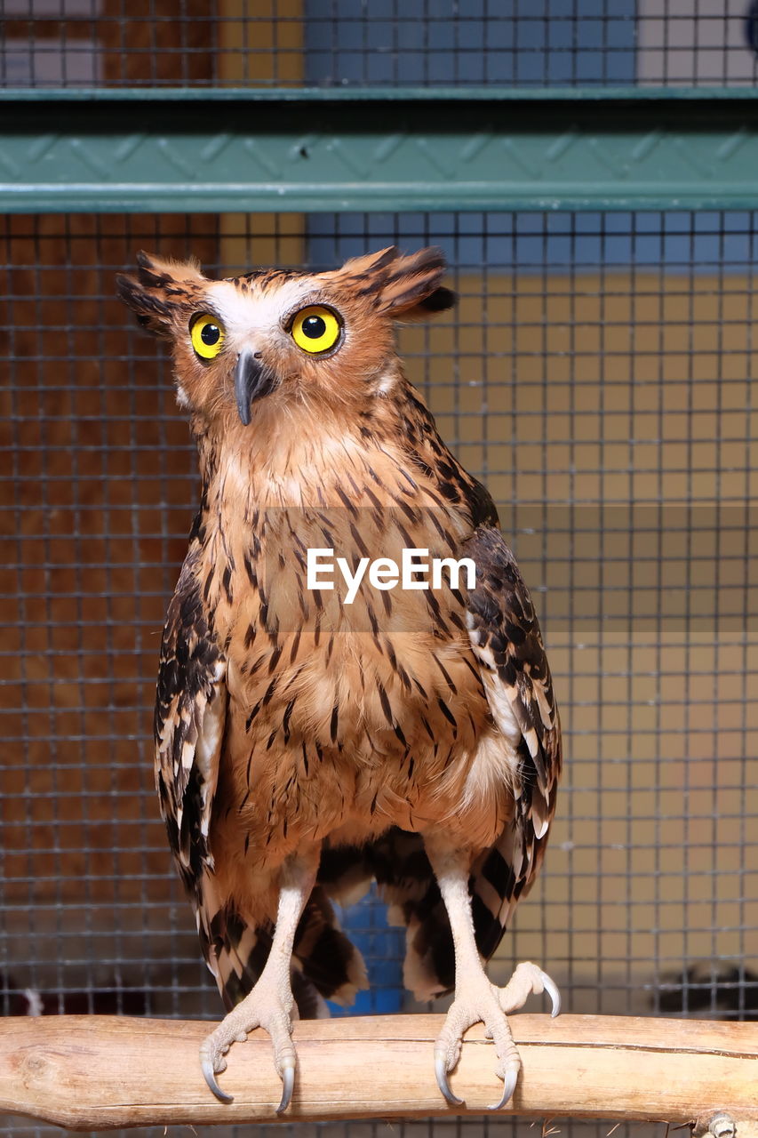 Close-up of owl perching outdoors