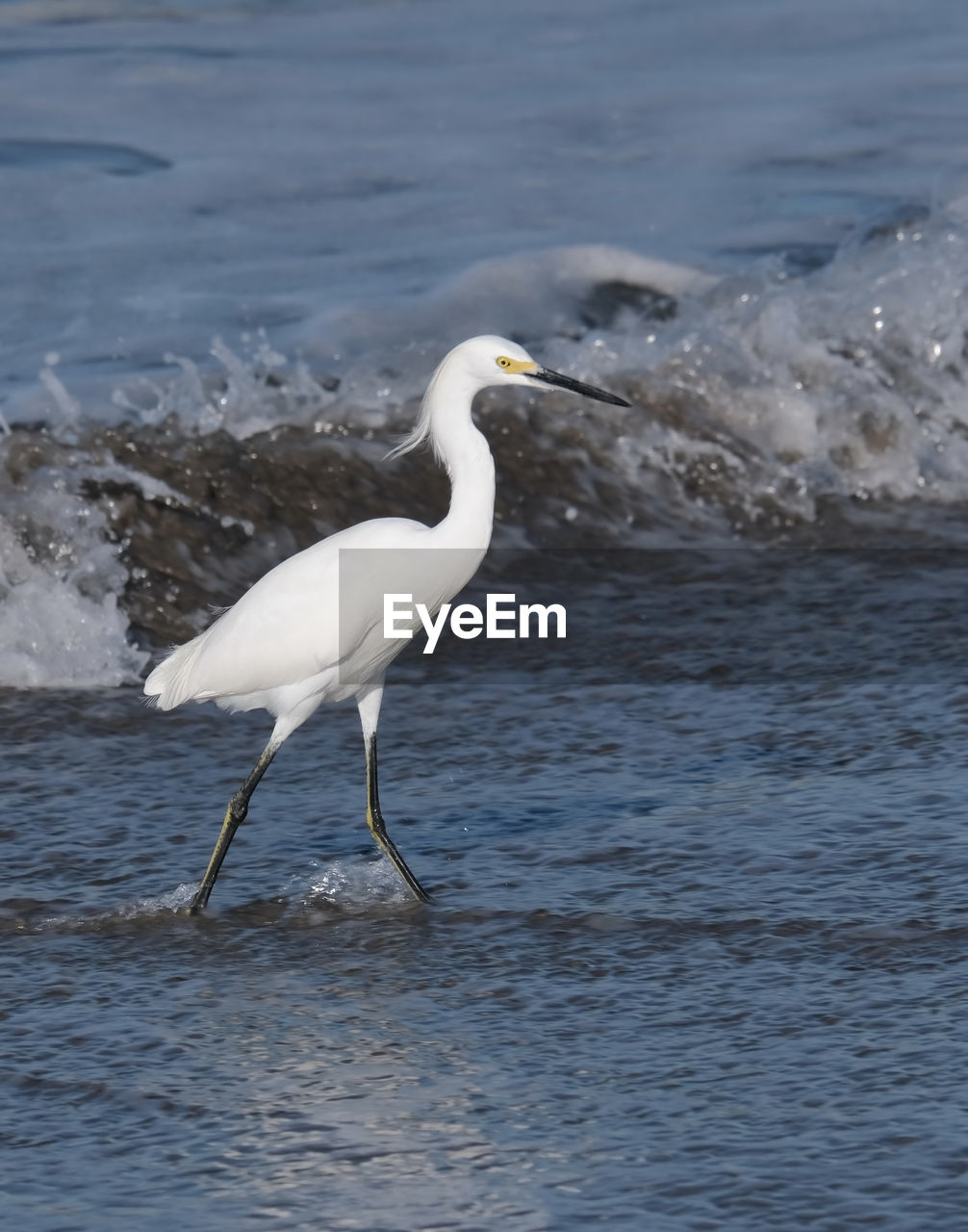 BIRD ON BEACH