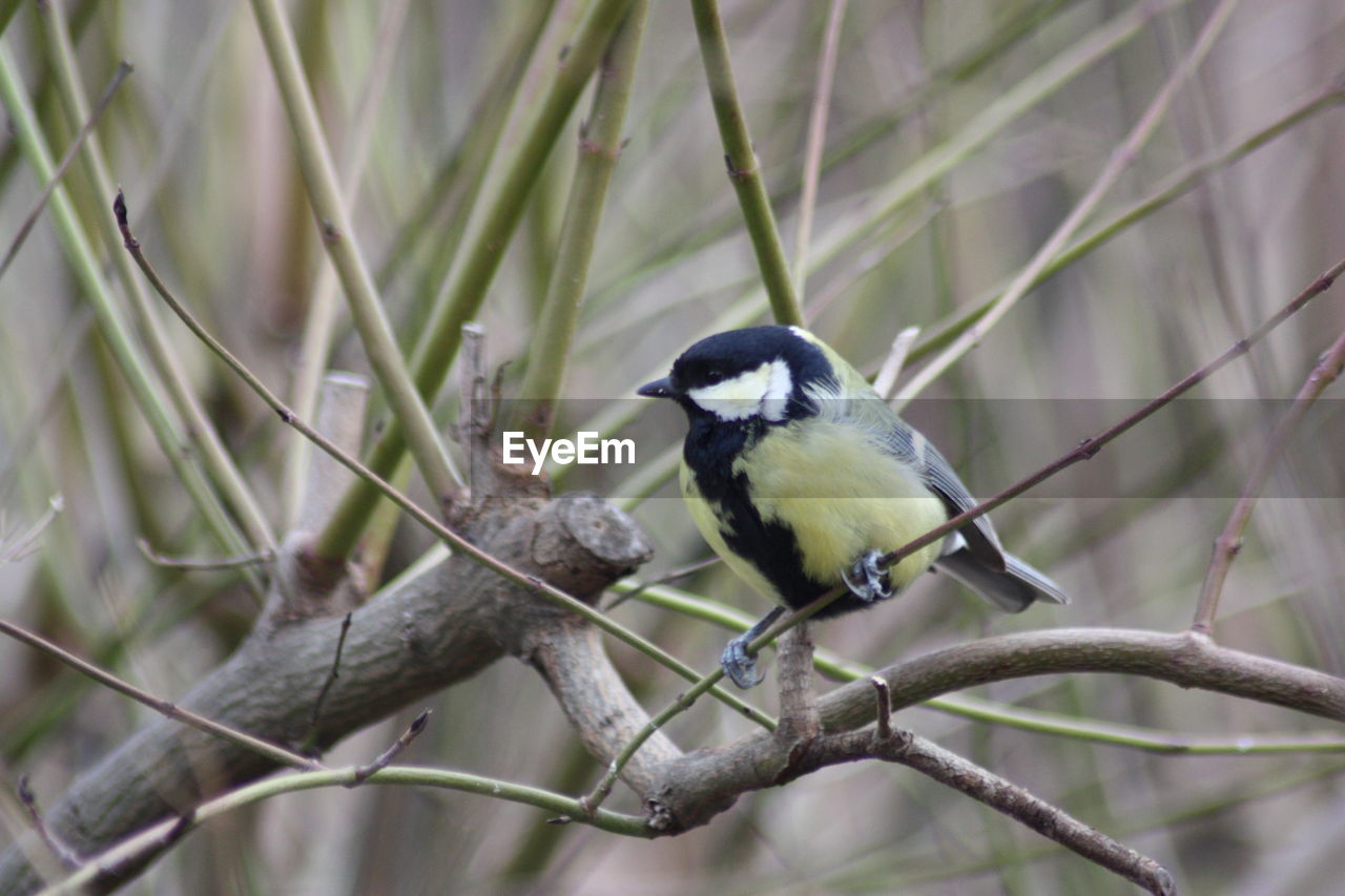 CLOSE-UP OF SPARROW PERCHING ON PLANT