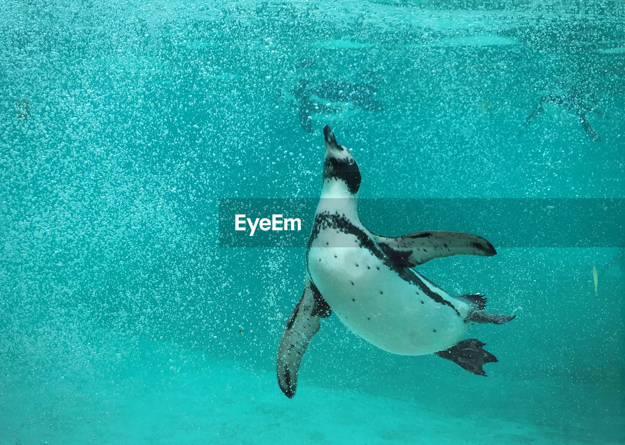 A penguin is swimming under the turquoise water