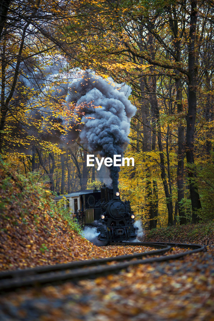 Smoke emitting through trees in forest during autumn