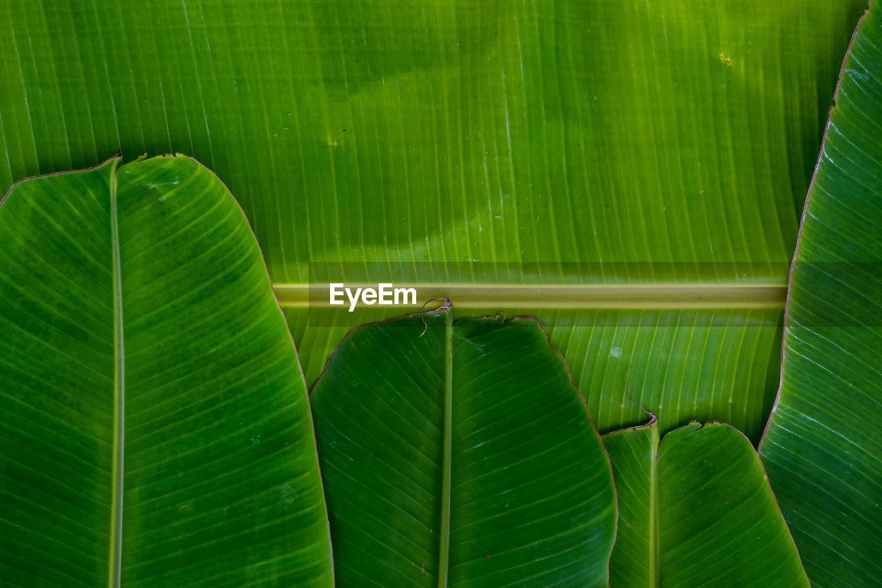 Full frame shot of green leaves