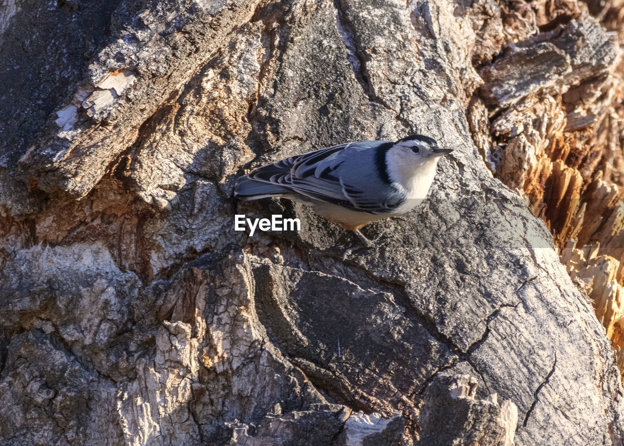 BIRD PERCHING ON ROCK