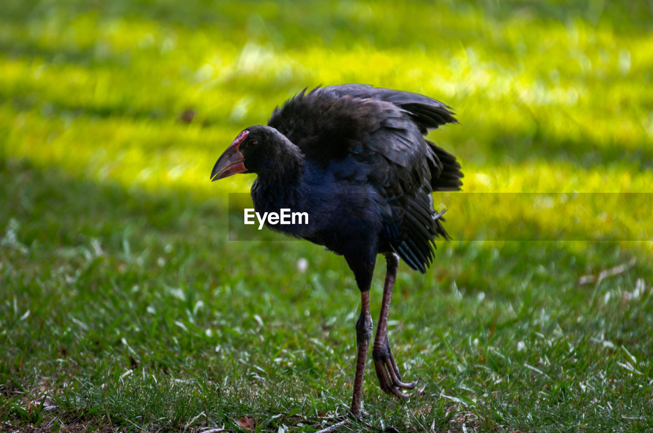 CLOSE-UP OF A BIRD ON FIELD