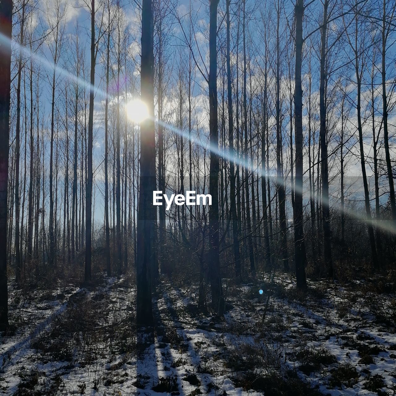 Sunlight streaming through trees in forest during winter