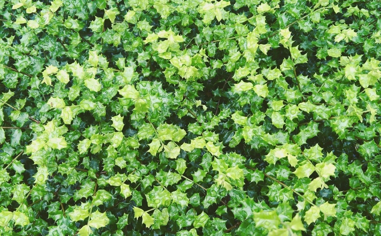 Full frame shot of wet plants