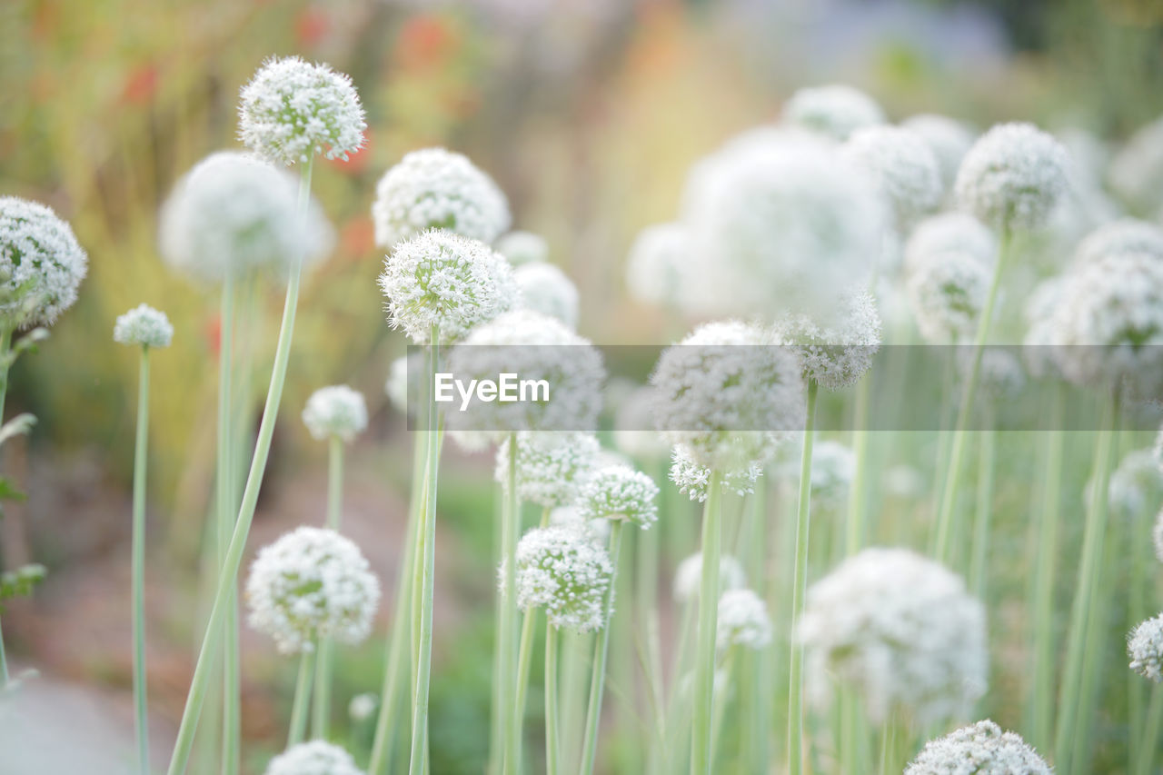 Allium shallot onion garlic chives scallion leek flower growing in field garden