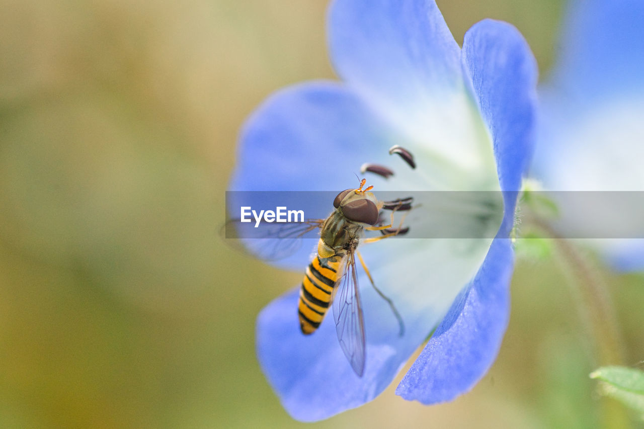 CLOSE-UP OF BEE POLLINATING ON PURPLE FLOWERING