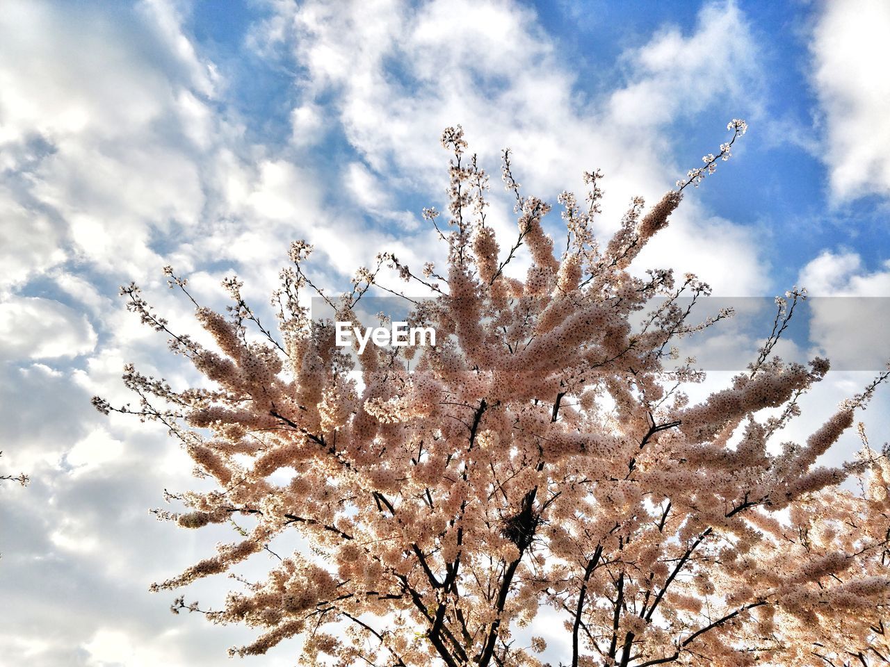 Low angle view of cherry blossom against sky