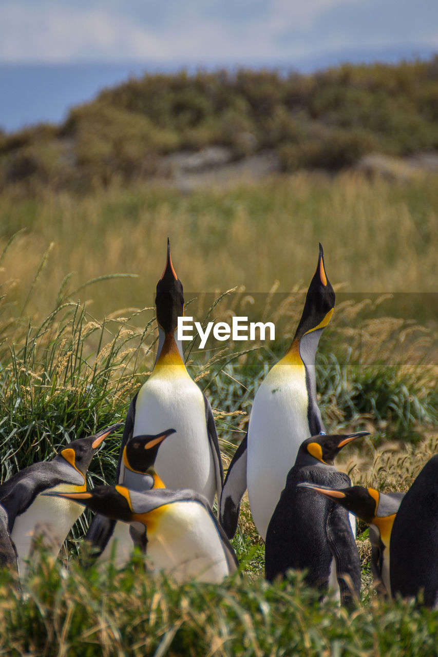 Penguins standing on grassy land