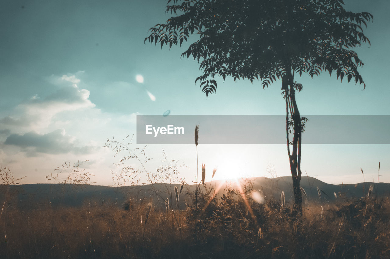 Trees on field against sky during sunset