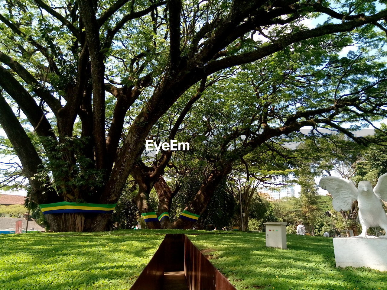 TREES IN PARK