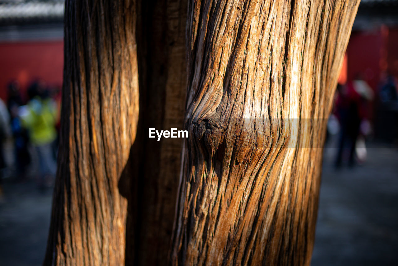 Close-up of tree trunk