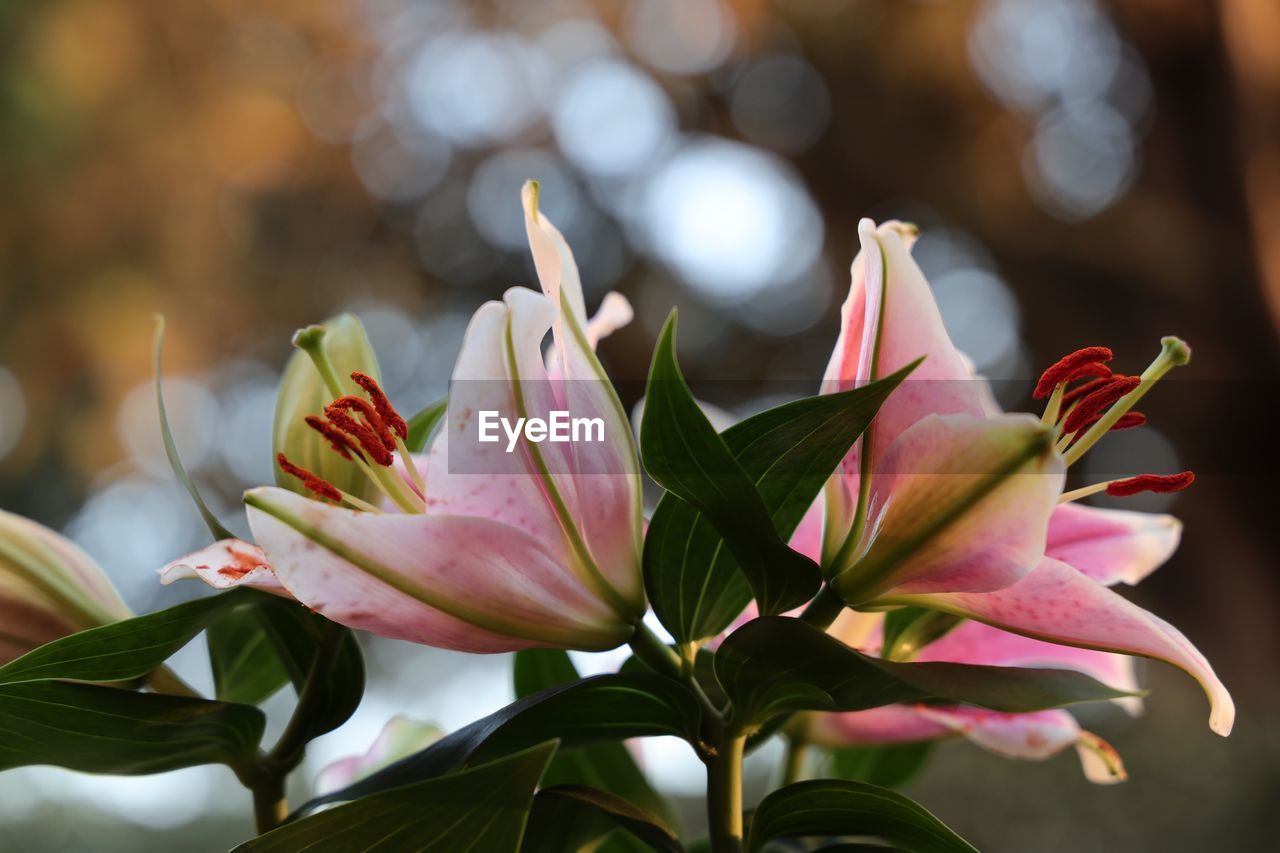 Close-up of pink flowering plant