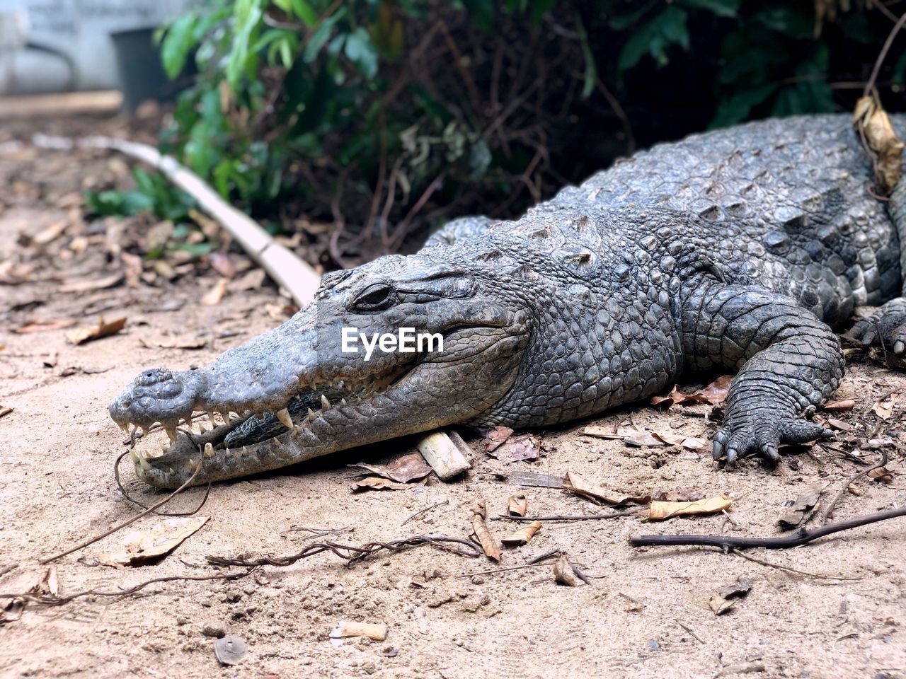 Close-up of a crocodile 