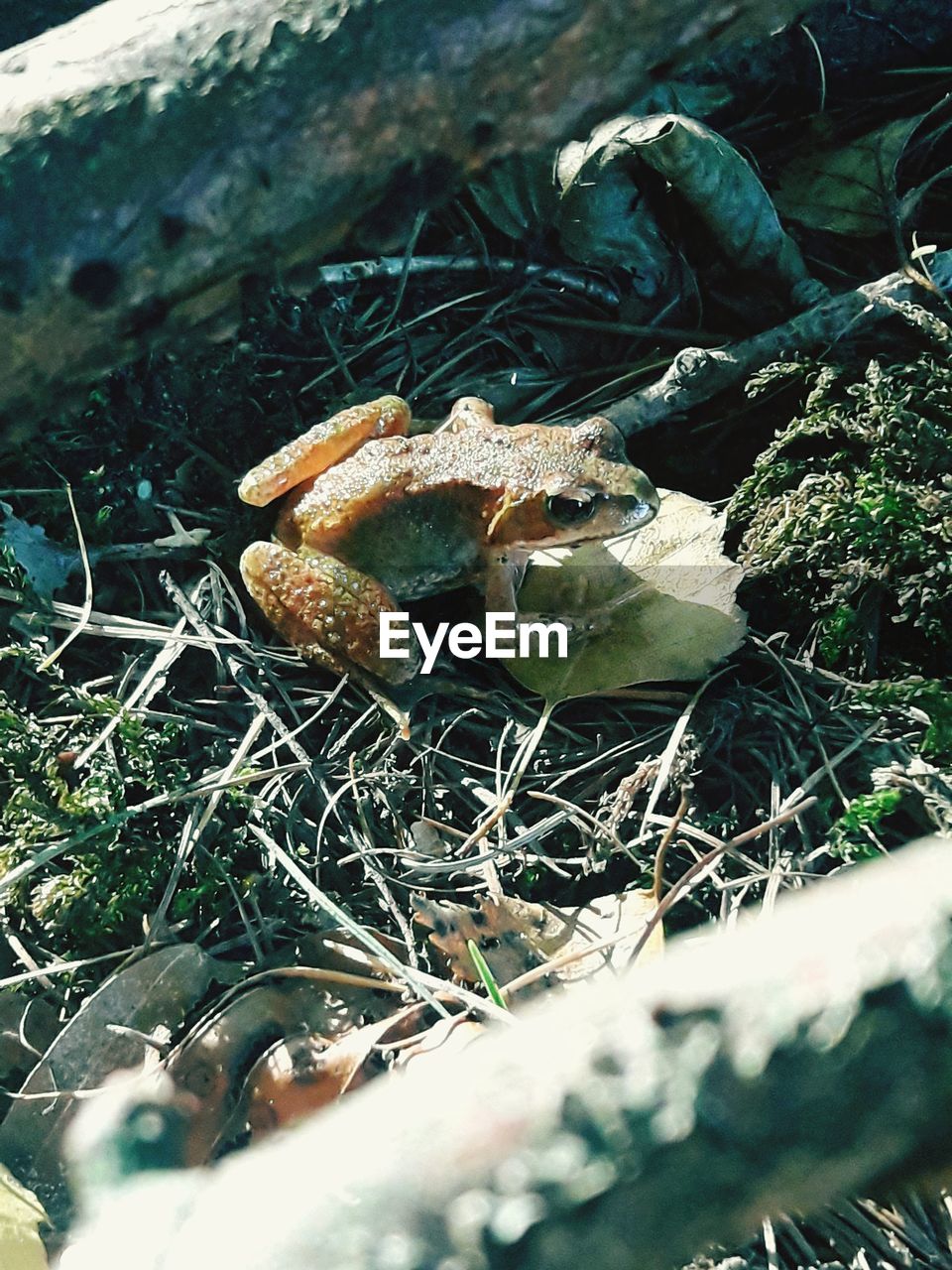 HIGH ANGLE VIEW OF MUSHROOM ON FIELD